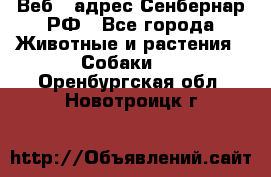 Веб – адрес Сенбернар.РФ - Все города Животные и растения » Собаки   . Оренбургская обл.,Новотроицк г.